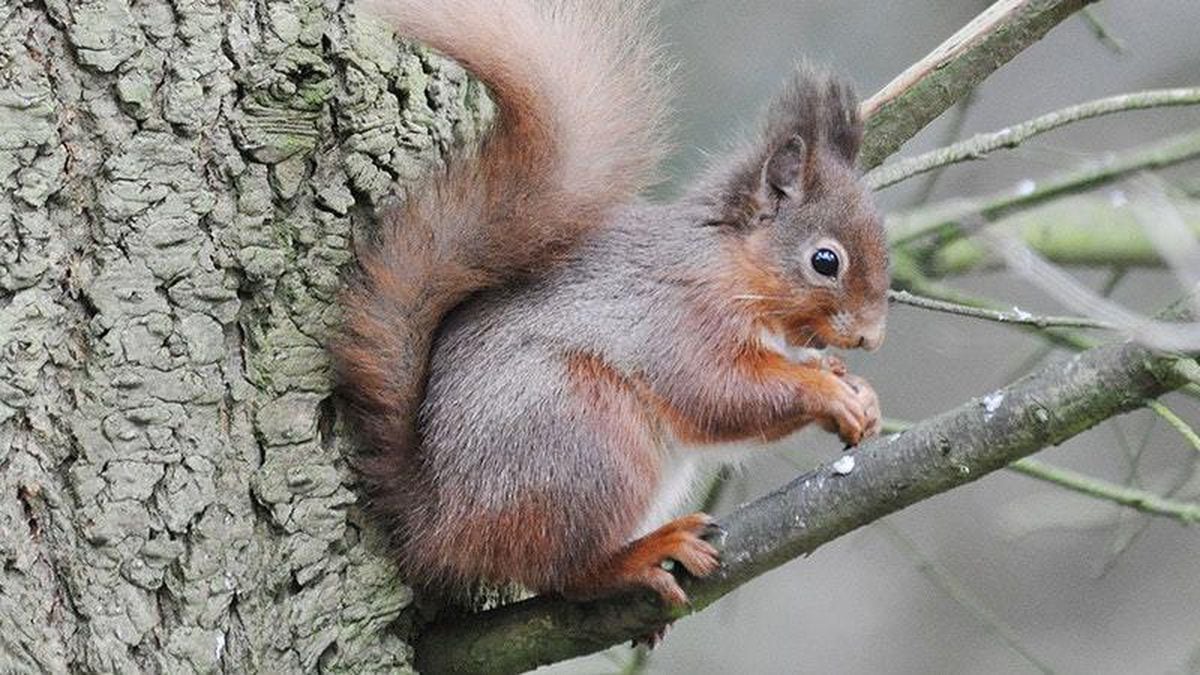 Red squirrels make comeback on estate after near-extinction through