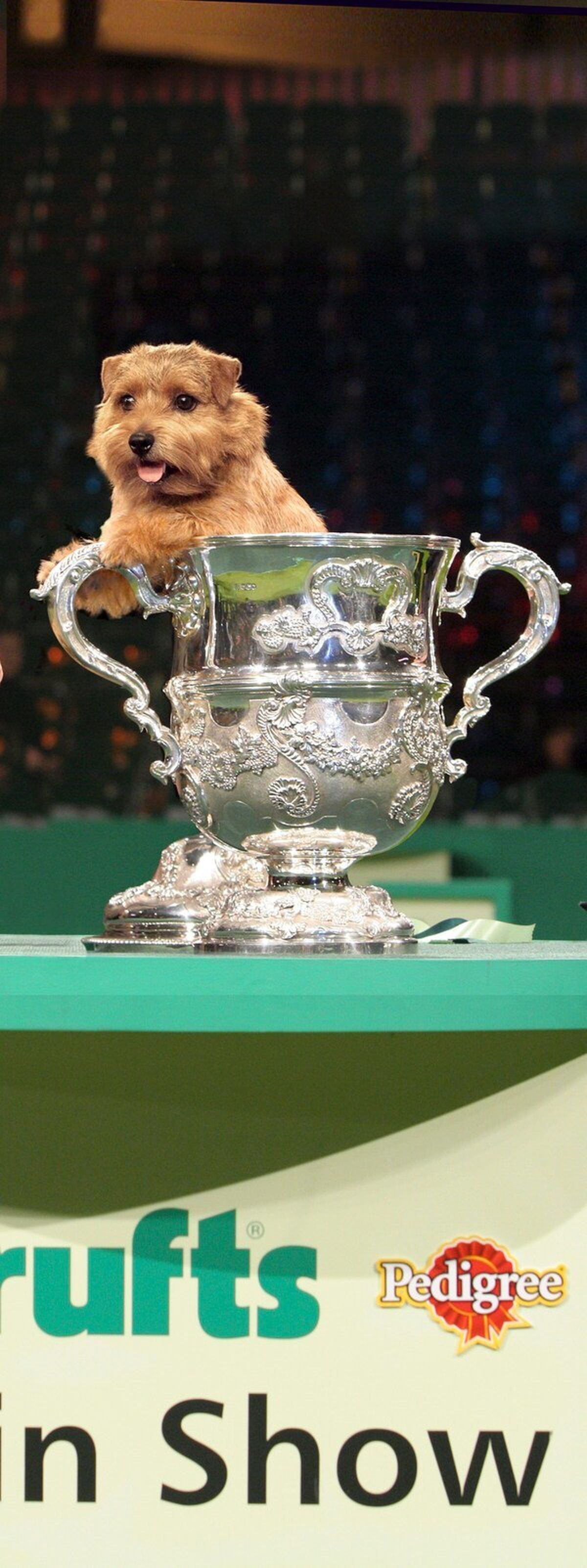 From Puppy Prizes To Most Popular Breeds We Take A Look At The Best In Show Winners Through The Years At Crufts Express Star