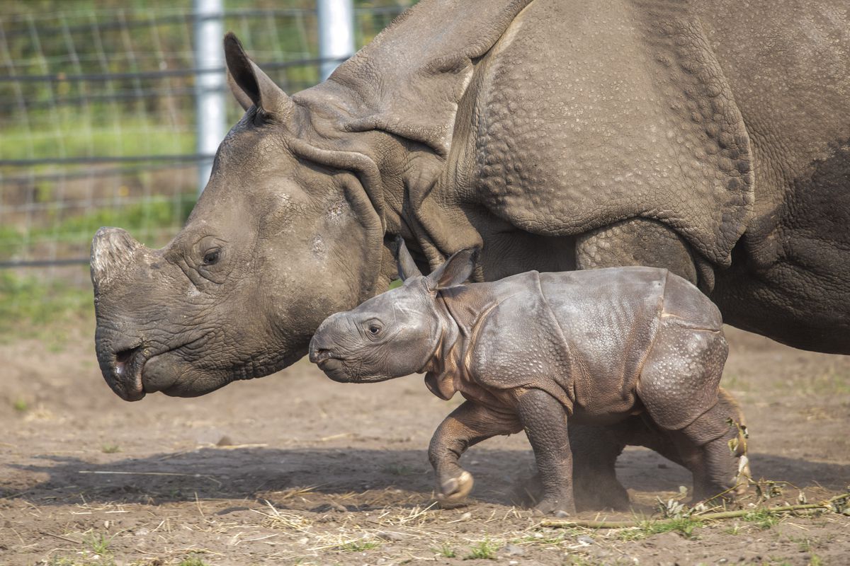 Rhino born at West Midland Safari Park named Inesh | Express & Star