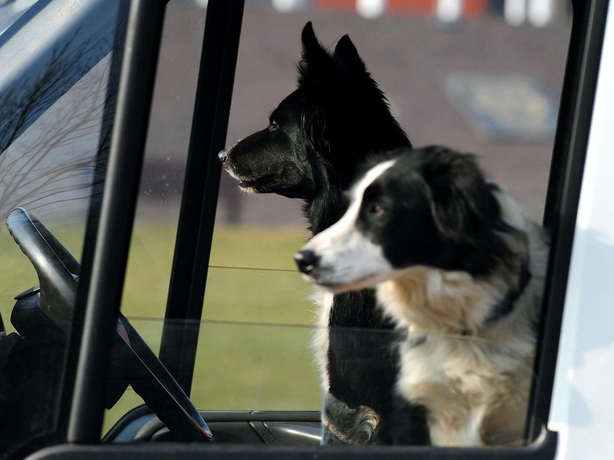 are collie dogs dangerous