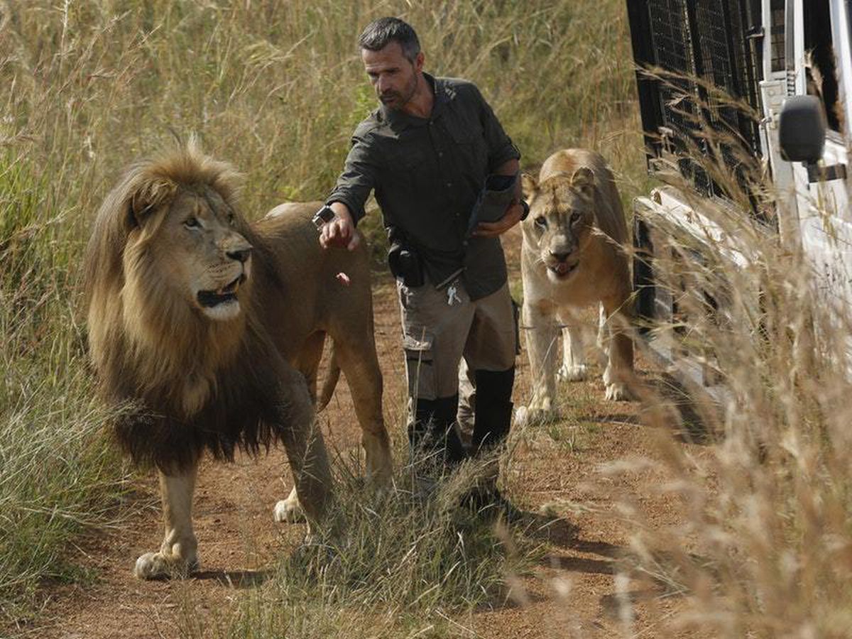 Lion mauls woman to death at South African animal sanctuary | Express ...