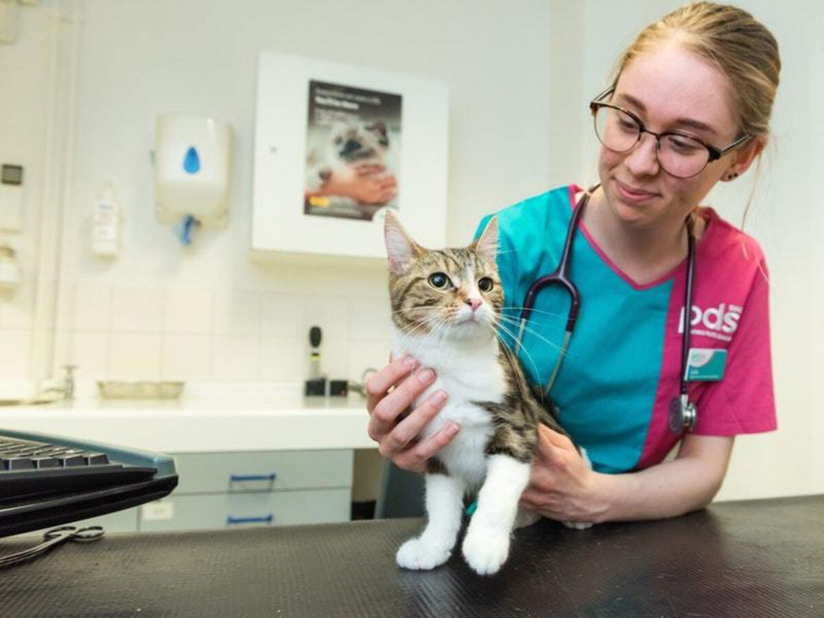 cat survives journey