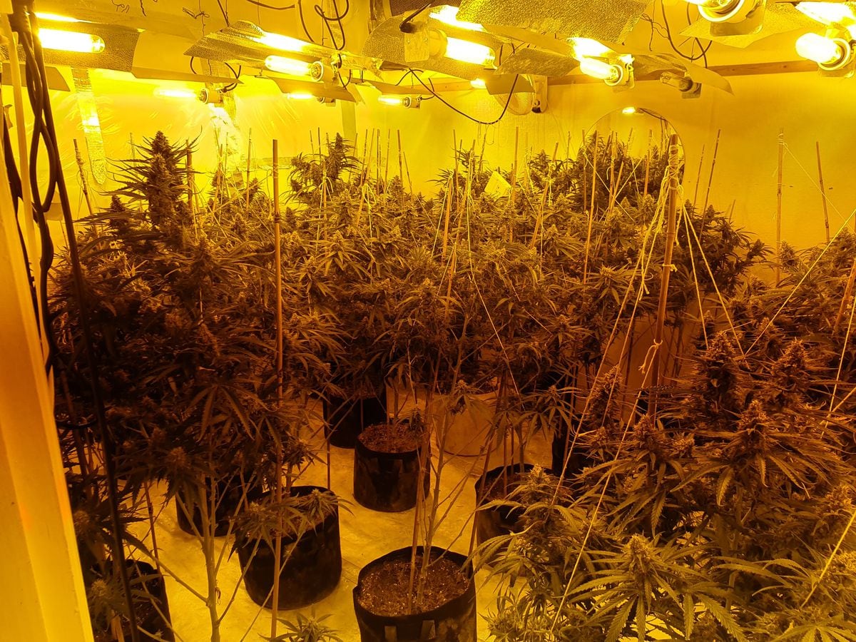 Police raid Black Country cannabis farm with estimated £150,000 street ...