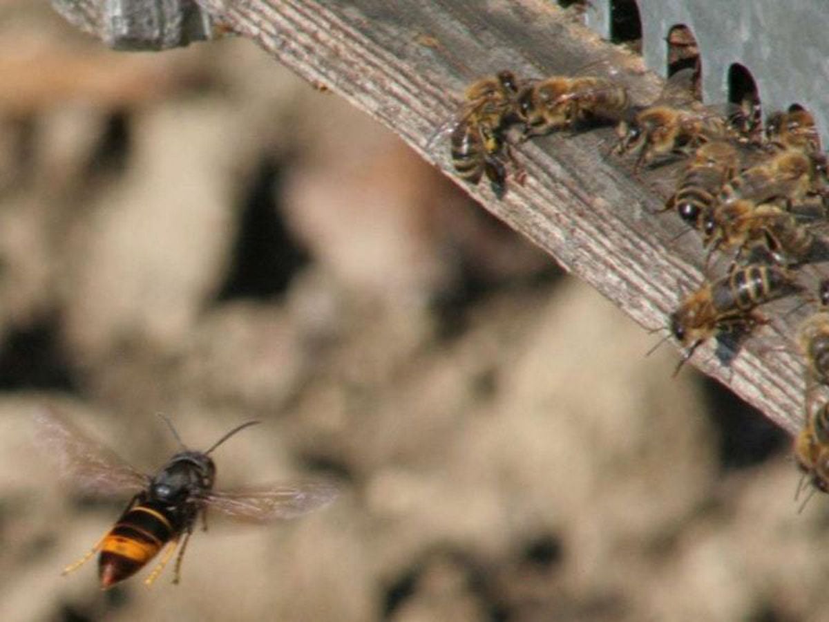 News Stories About Asian Hornets Leading To Persecution Of Home Grown   2CTEQYLET5C7FOFKQ6N346OI3A 