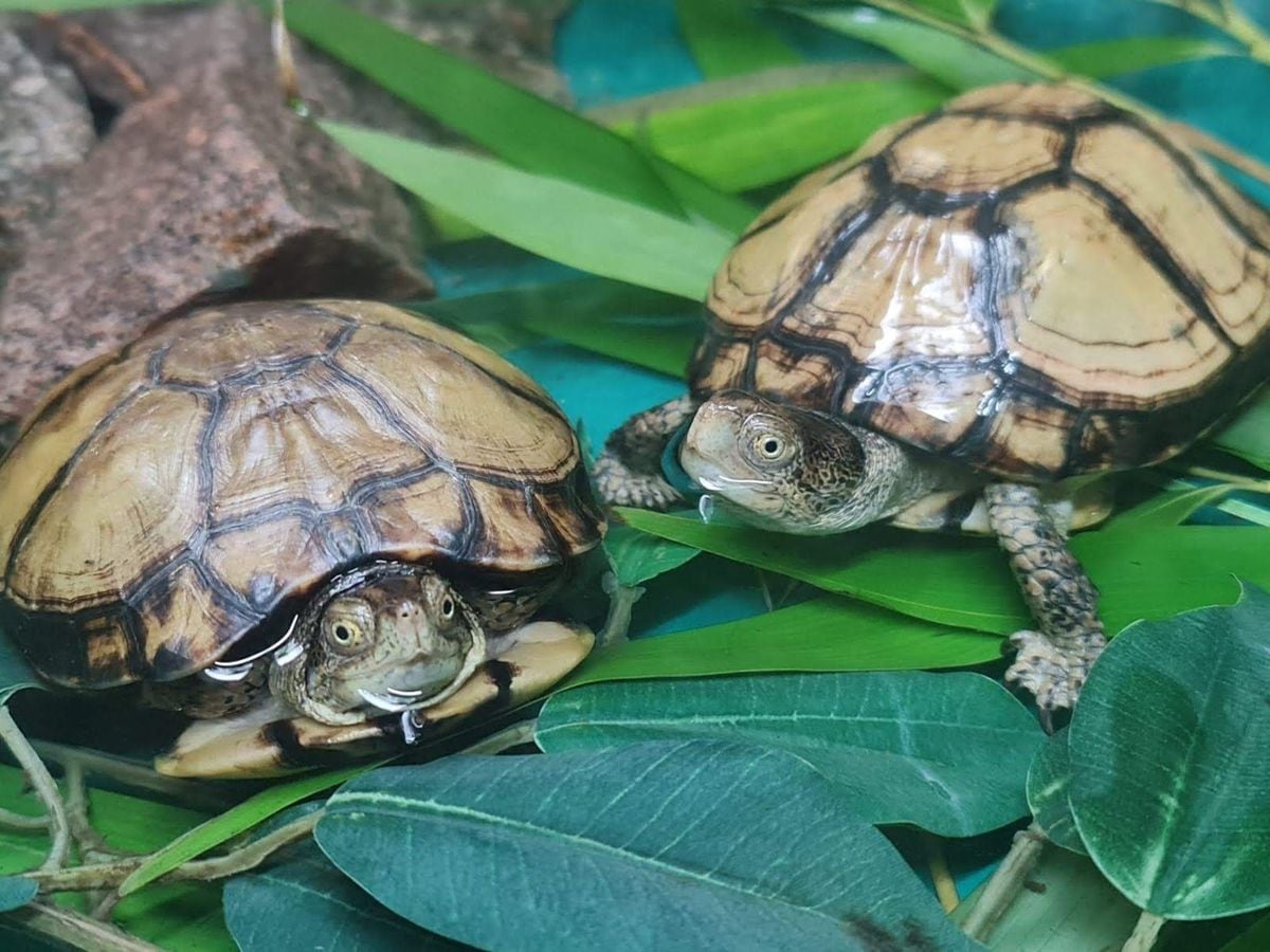 'Extremely rare' turtles stolen from Dudley Zoo in 'targeted' theft ...