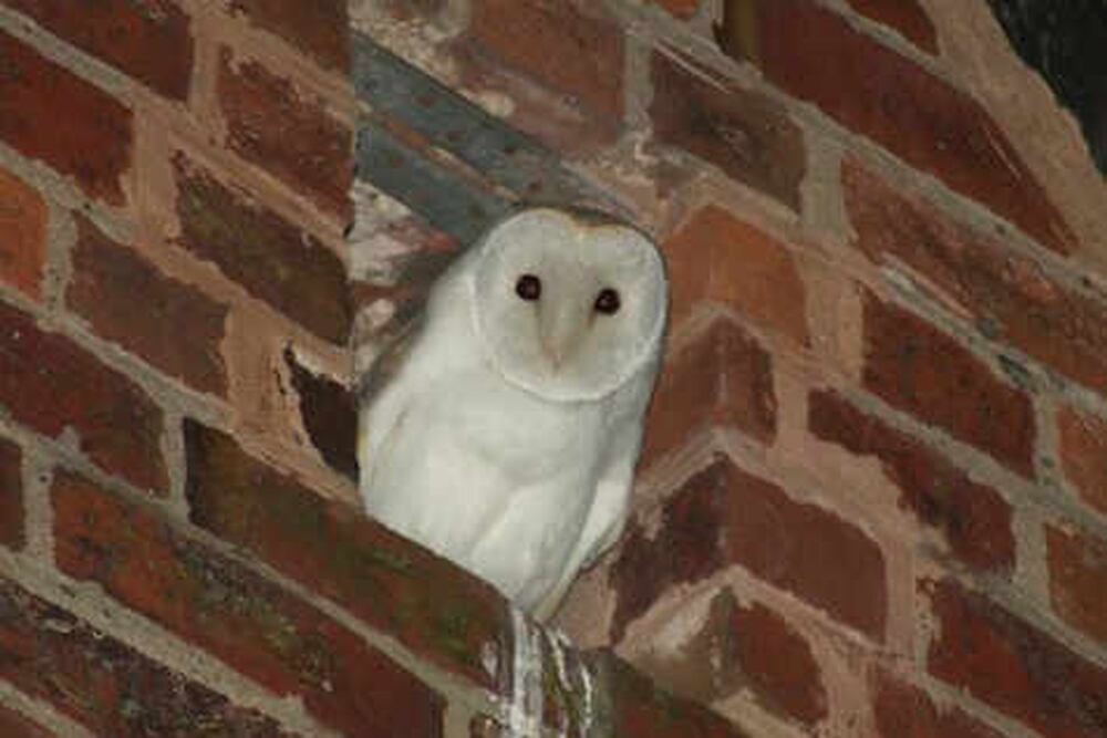 Owl Star Of Springwatch Style Nest Camera Express Star