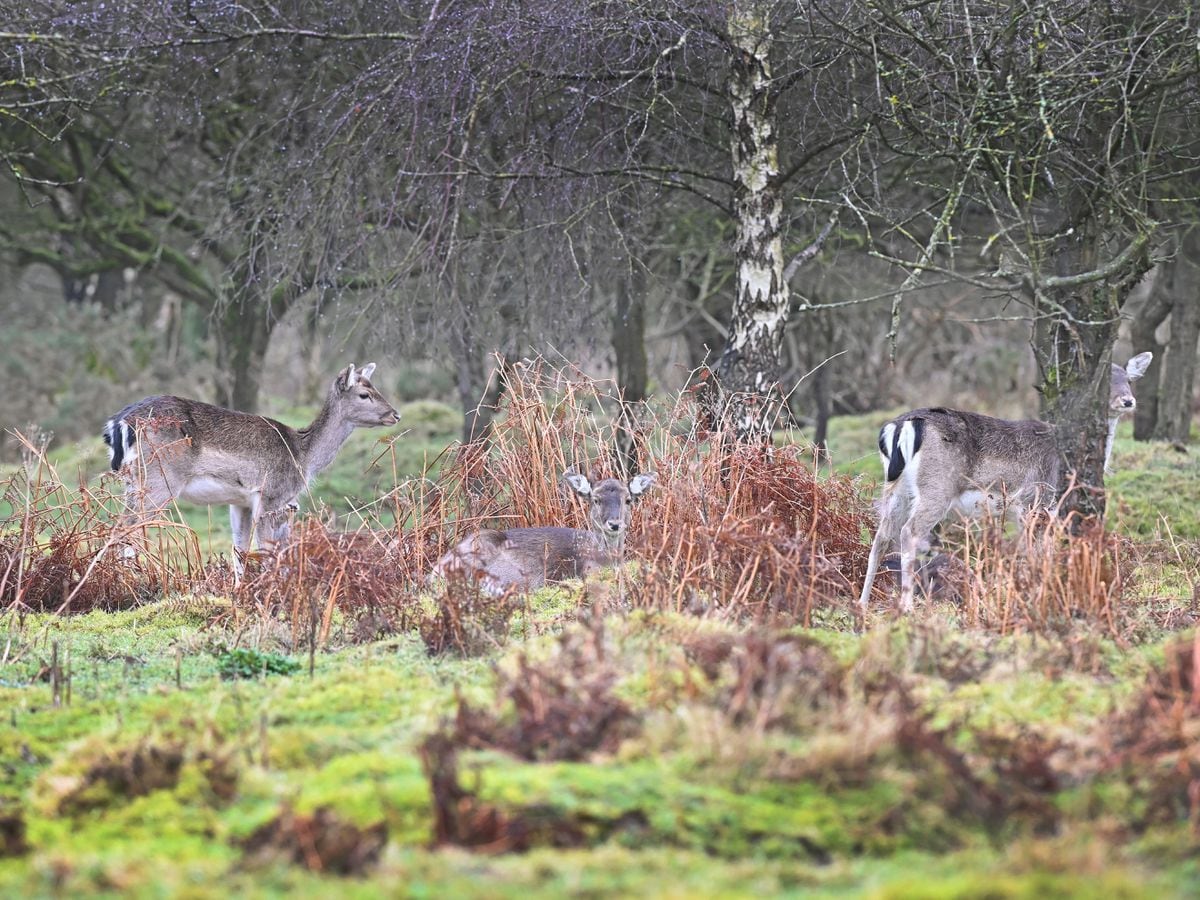 Twelve stunning winter pictures reveal the beauty of Cannock Chase ...