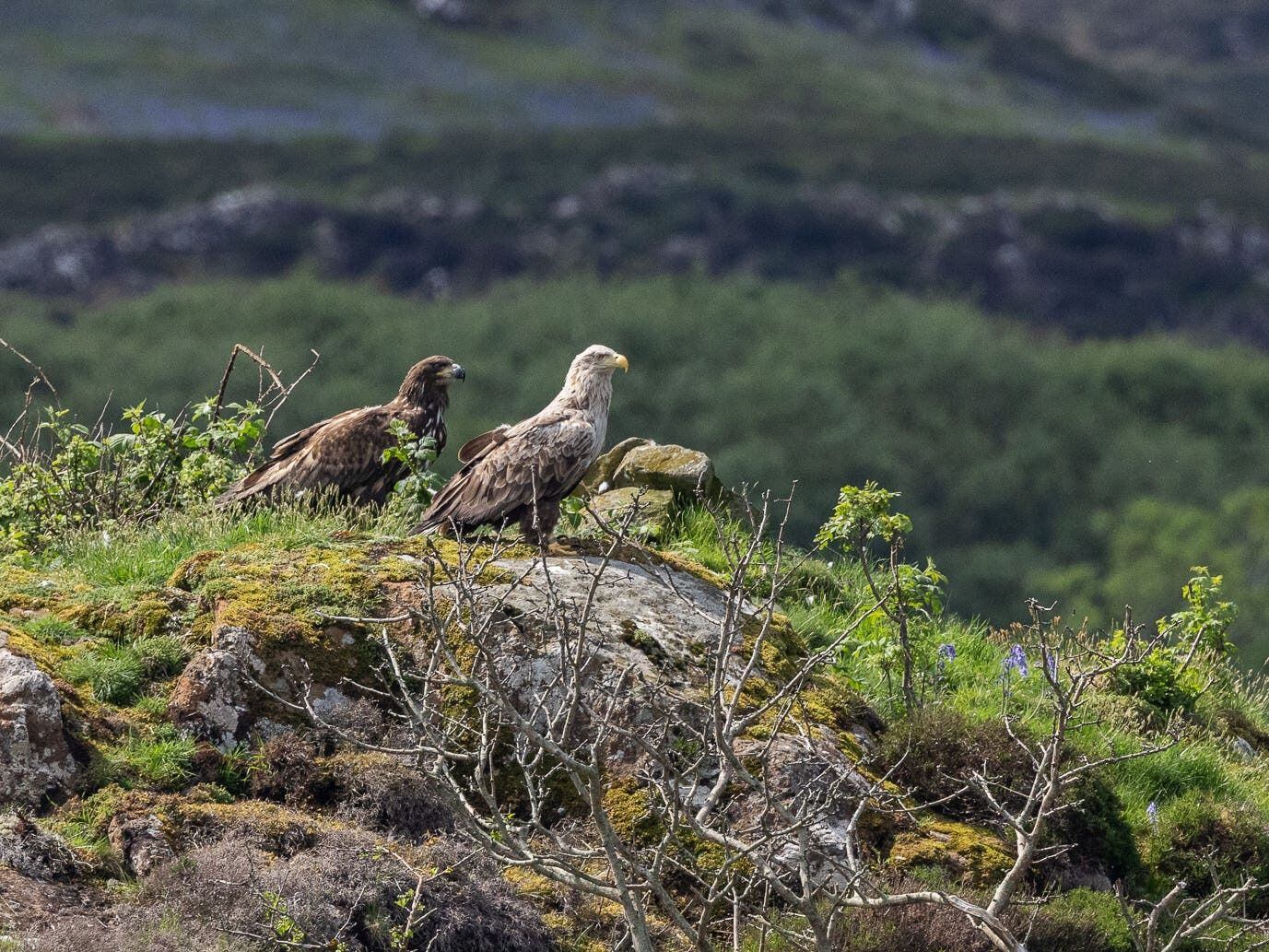 White-tailed eagle pair still tending to injured chick in its second year – RSPB