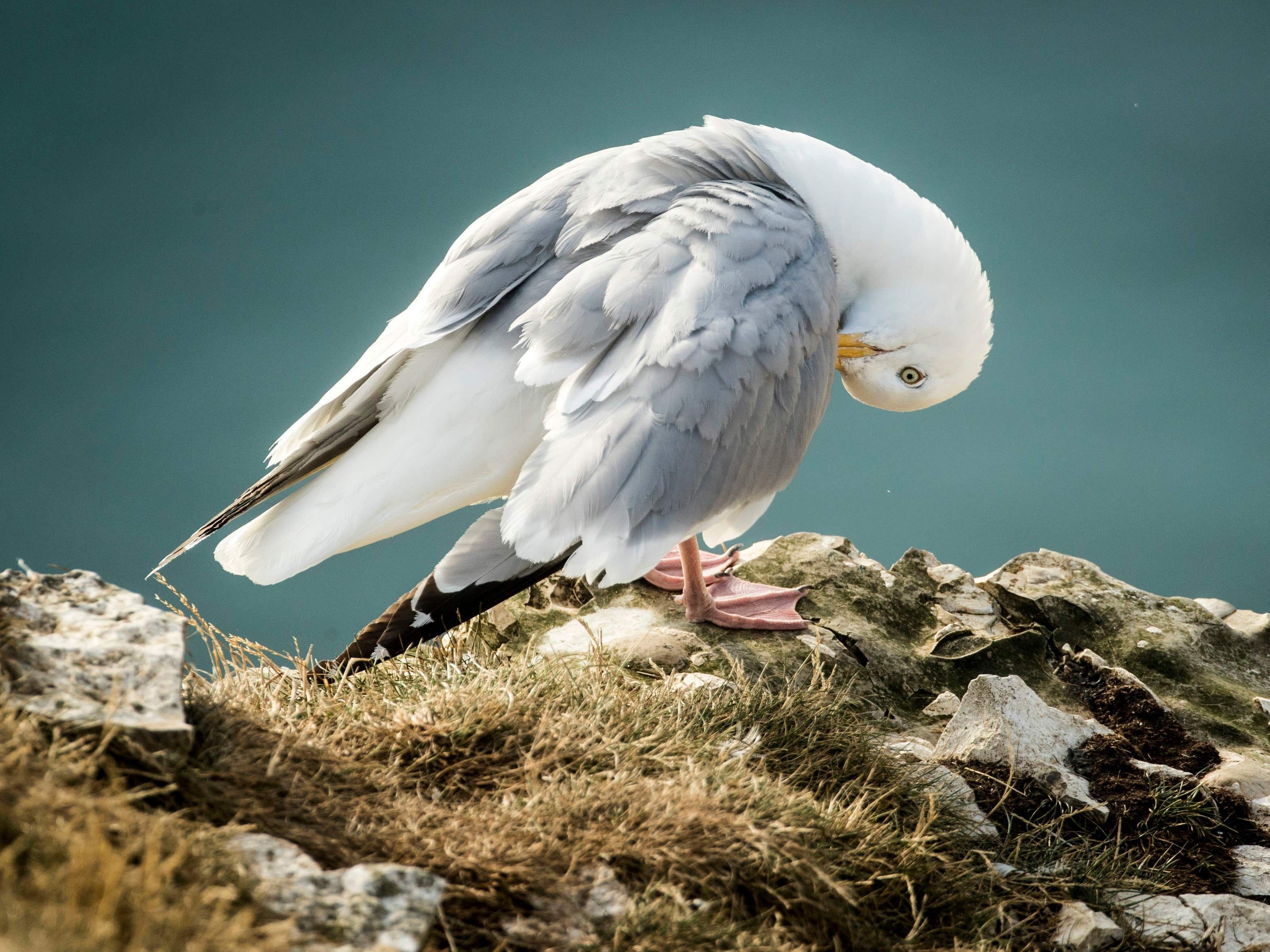 Urban seagulls prefer fish – even when offered human-made foods, study shows