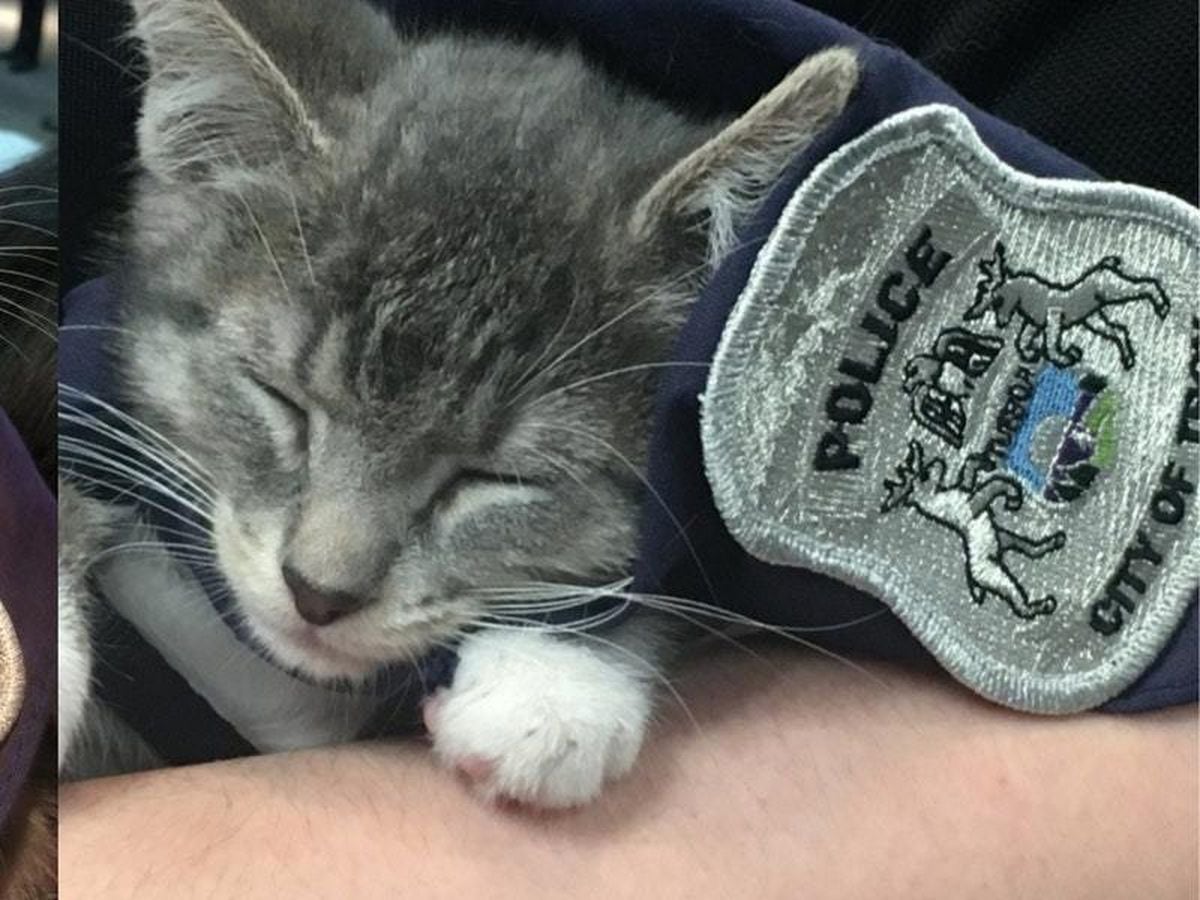 Raise your right paw.' Judge swears in 'Pawfficer Donut' as