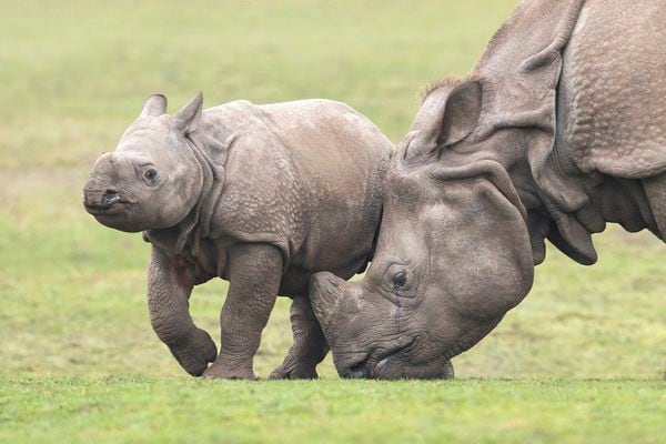 Rhino calf Inesh ready to be West Midland Safari Park star | Express & Star