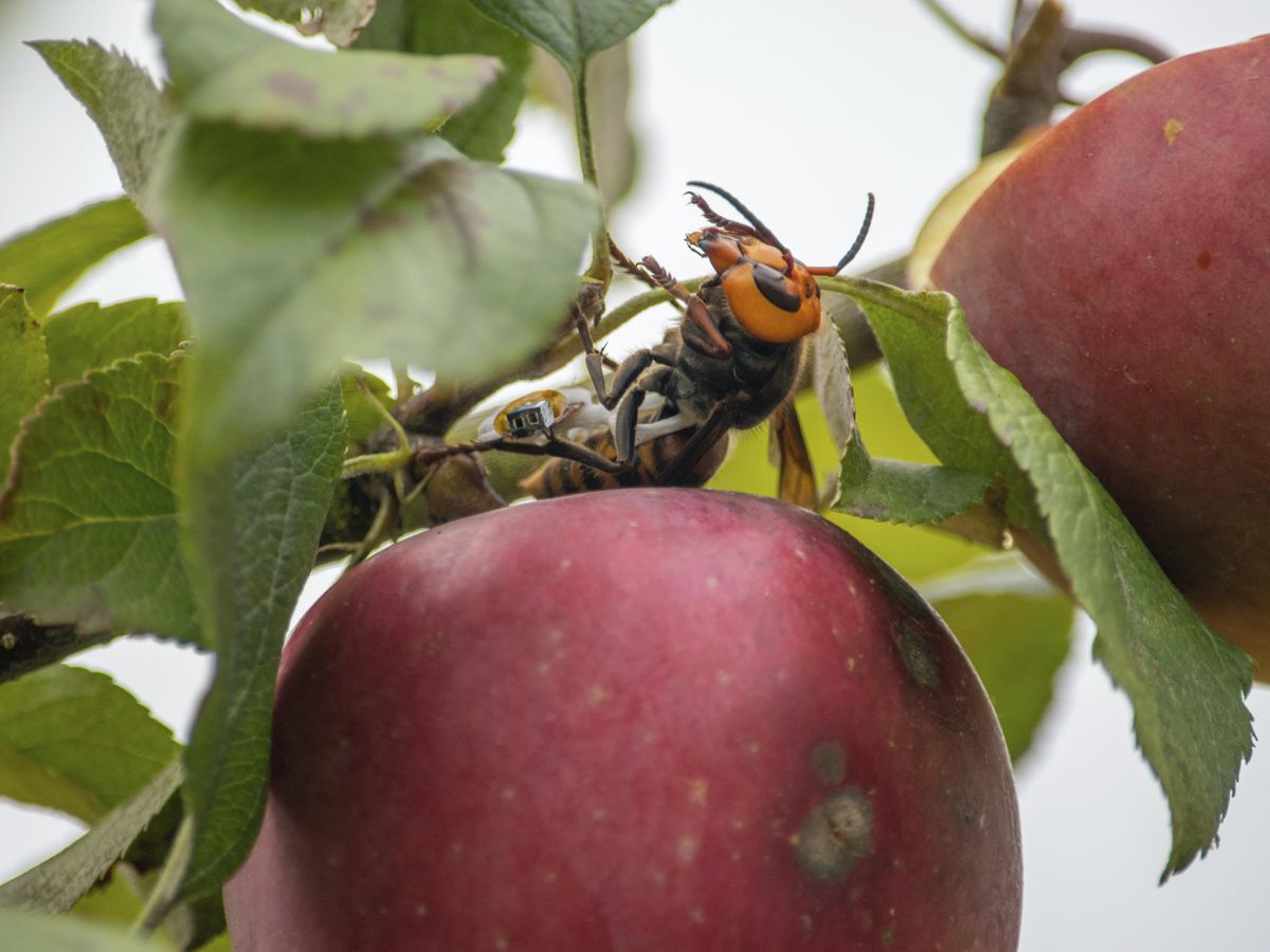 US Scientists To Wipe Out Murder Hornets Nest To Preserve Honeybees   4XJOQF7MHFGT5EM5RSIO3QCI6Y 