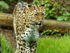 Kira Leopard