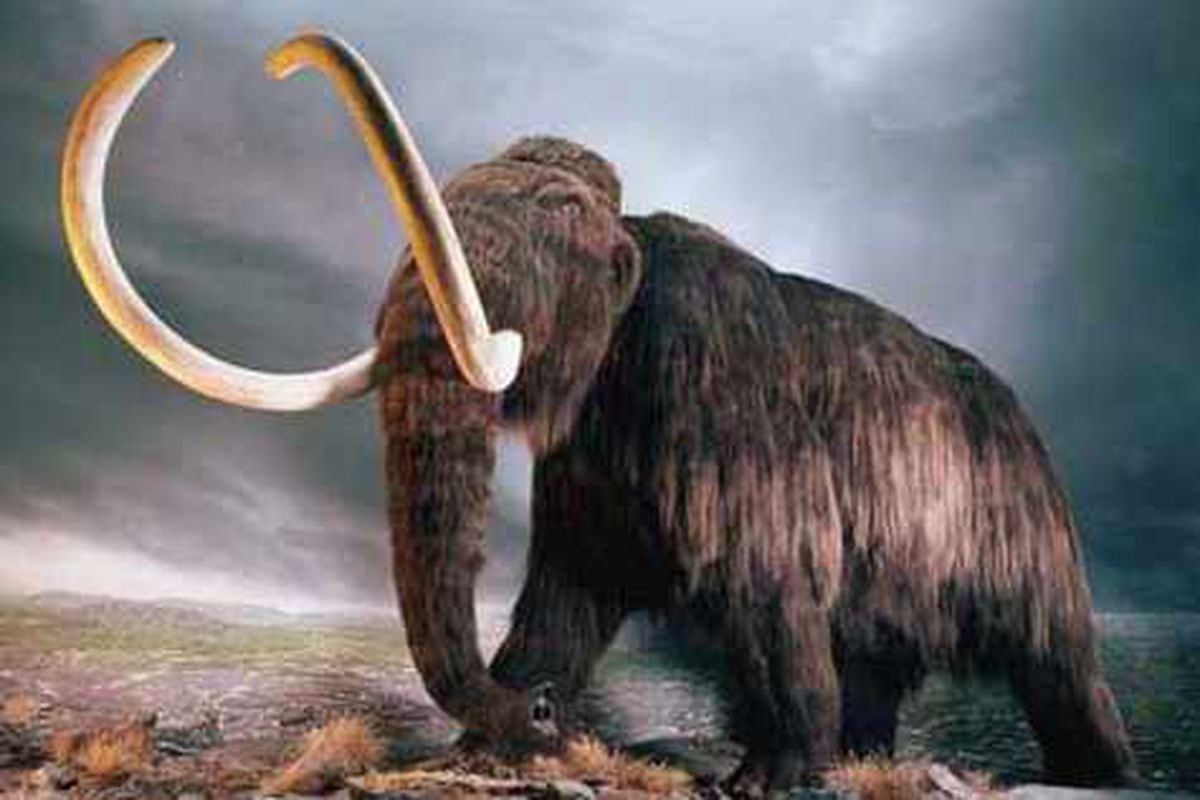 Peter Rhodes: Return of the woolly mammoth | Express & Star