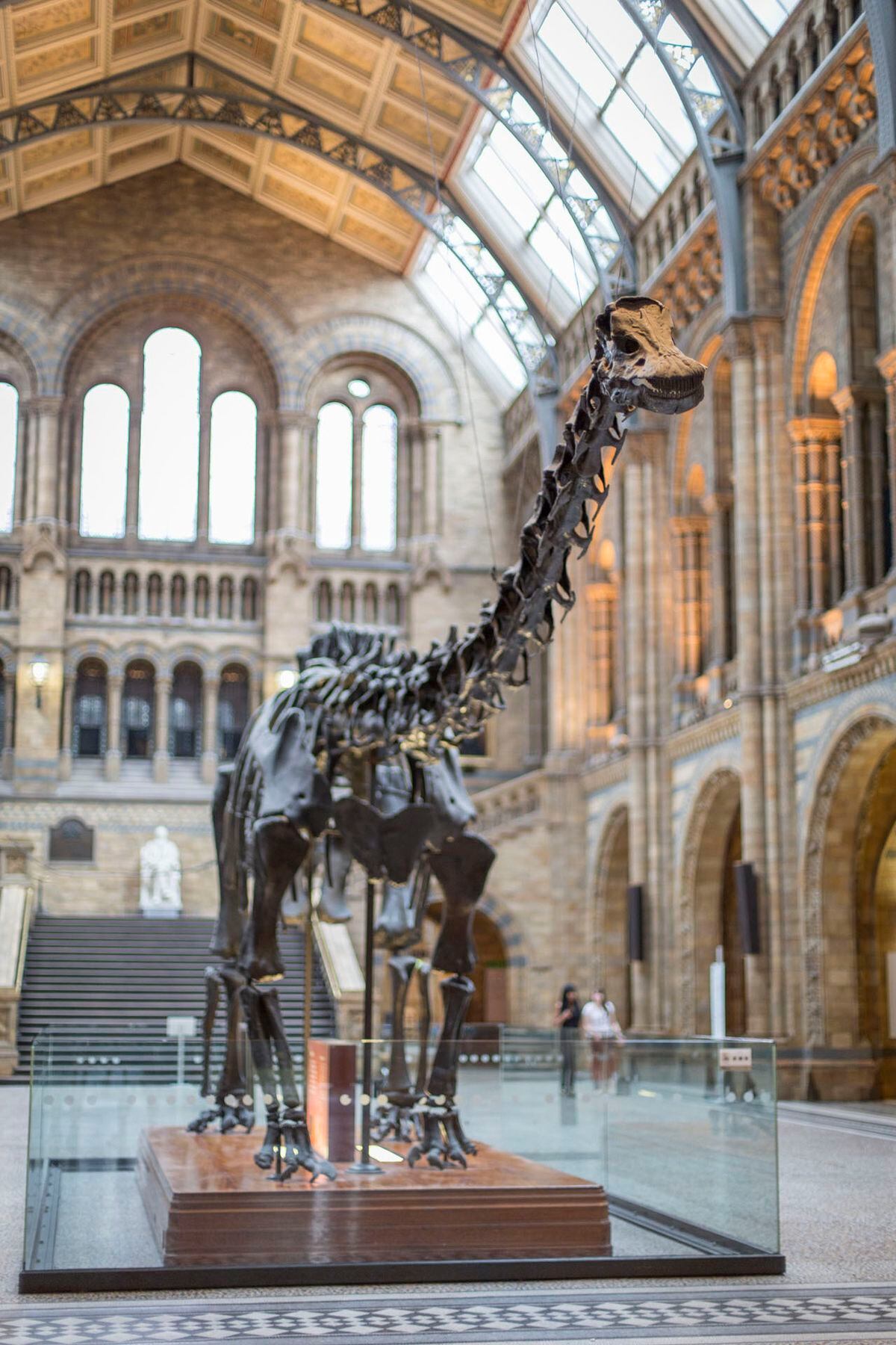 natural history dippy