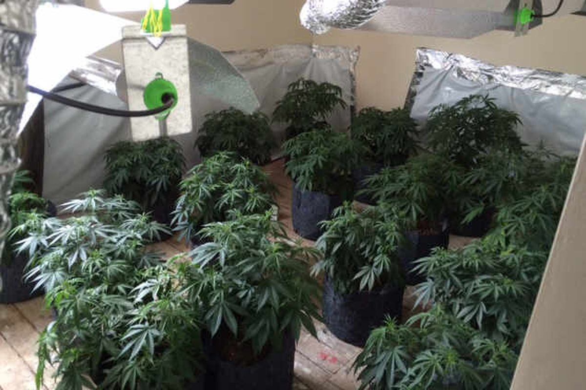 Cannabis Worth £2 MILLION Seized In Just Two Weeks | Express & Star