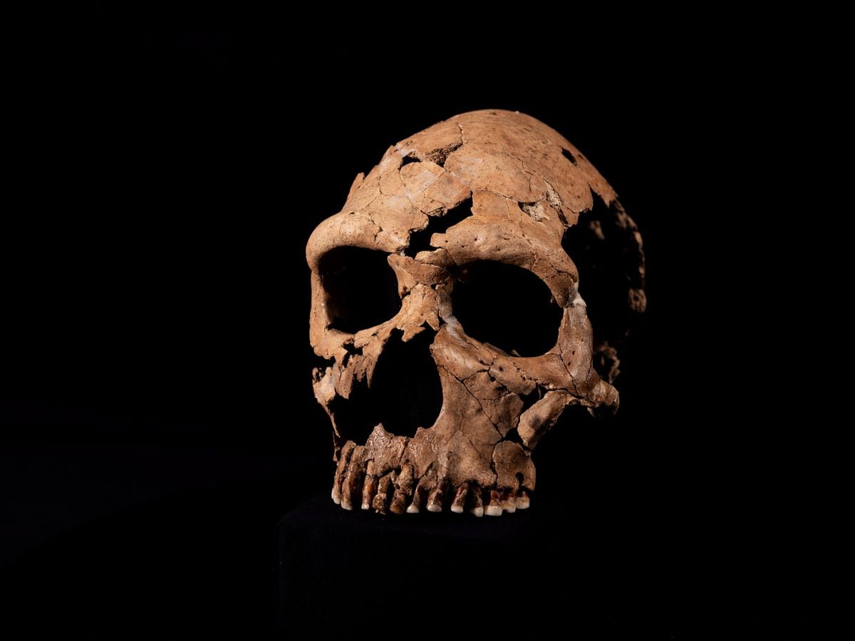 Neanderthal skull is pieced back together as part of Netflix ...