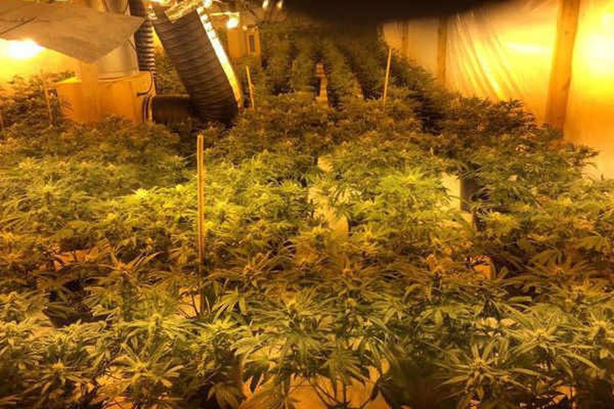 Trio arrested as police uncover 'one of largest' cannabis factories in ...