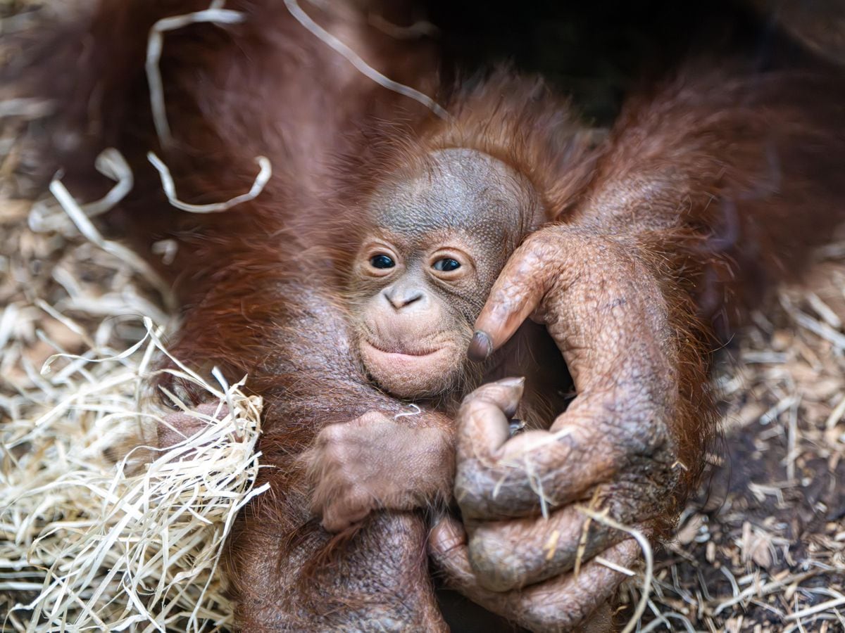 ‘very Special Orangutan Born Which Could Spark New Generation Of The