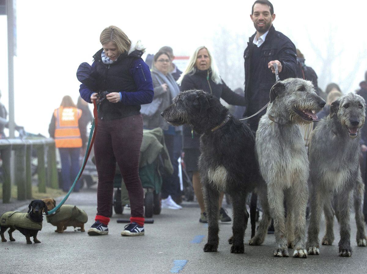 are irish wolfhound noisy