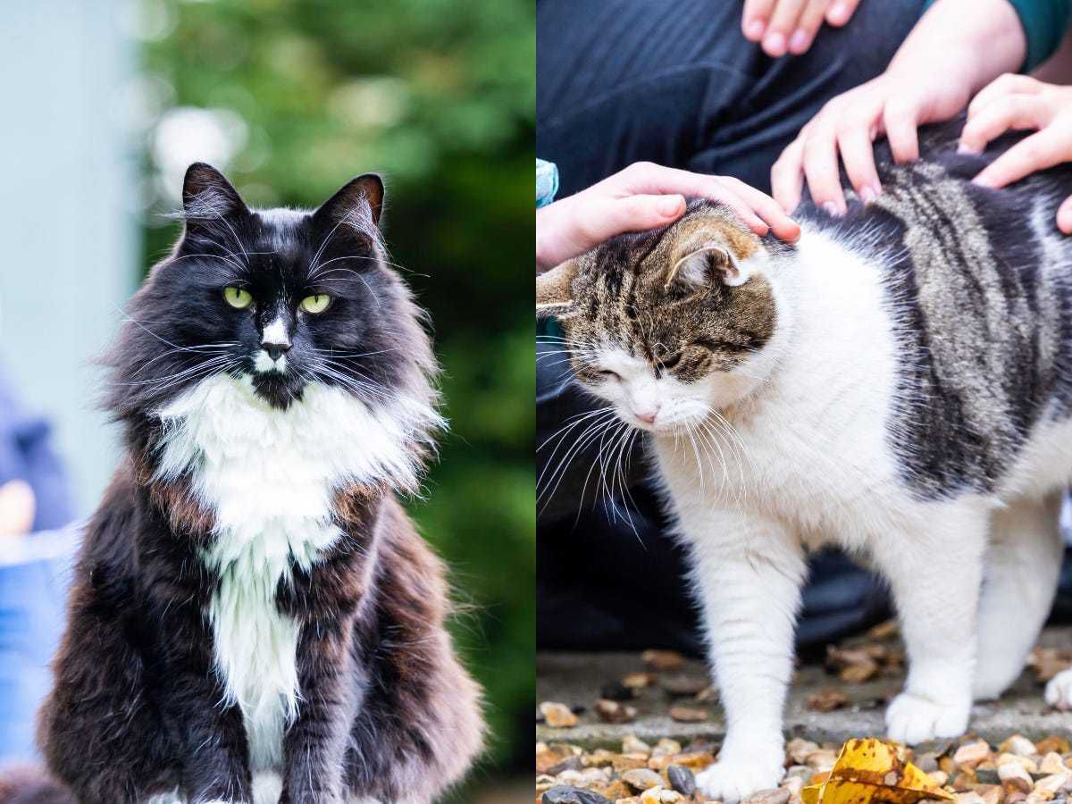 Cat who helps trafficking victims selected as finalist in National Cat Awards
