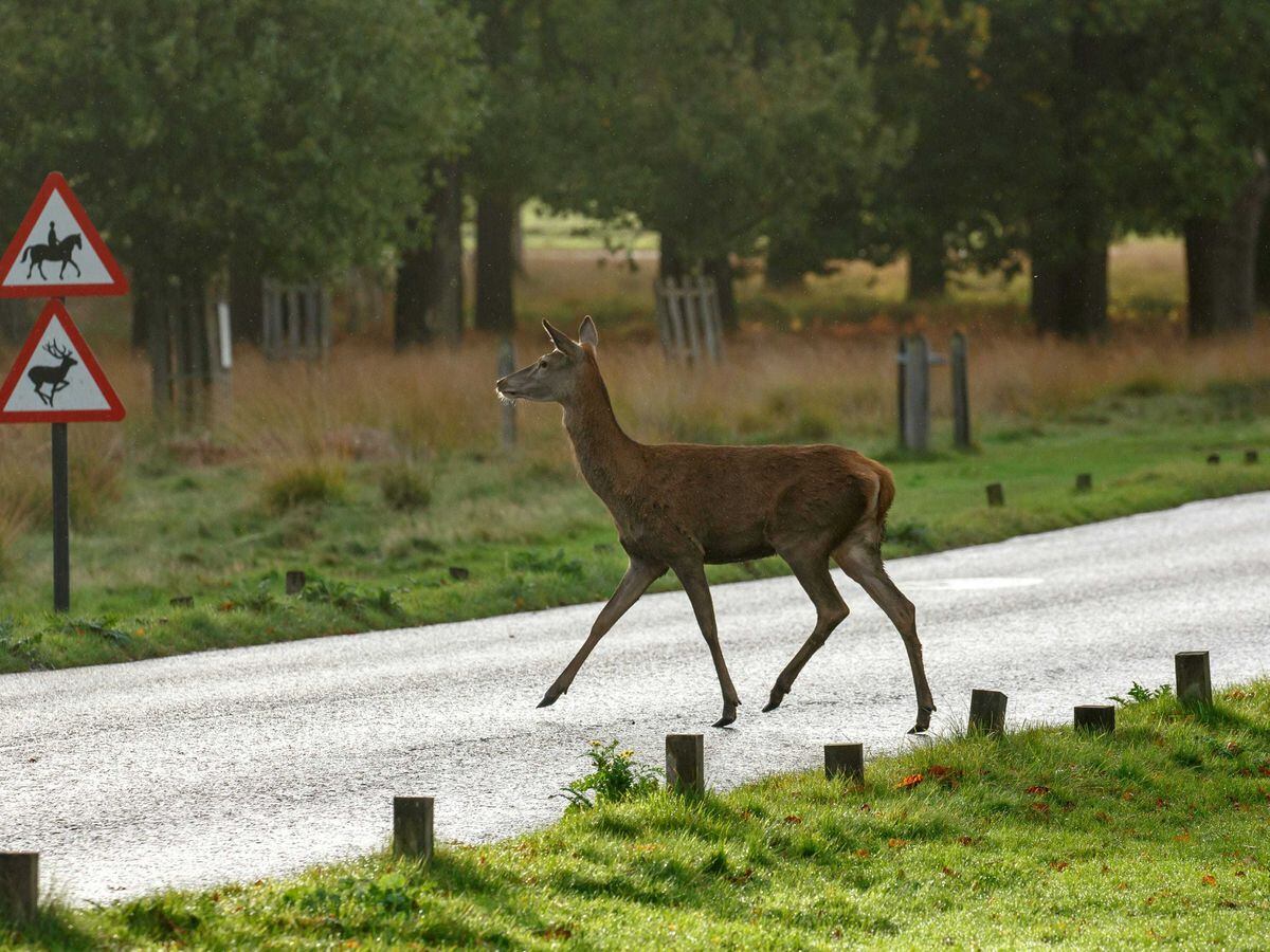 Drivers Should Take Extra Care On The Roads As Deer Mating Season ...