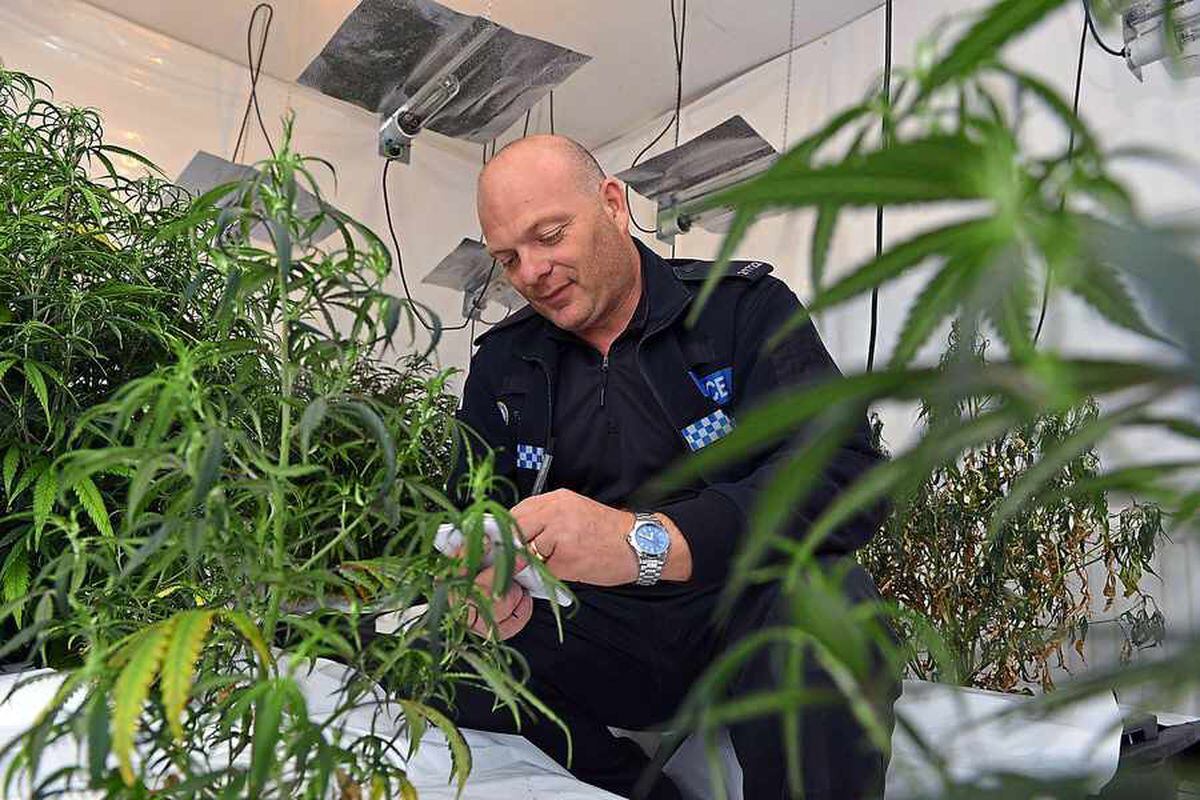 Revealed: £12 Million Of Cannabis Seized In Seven Months | Express & Star