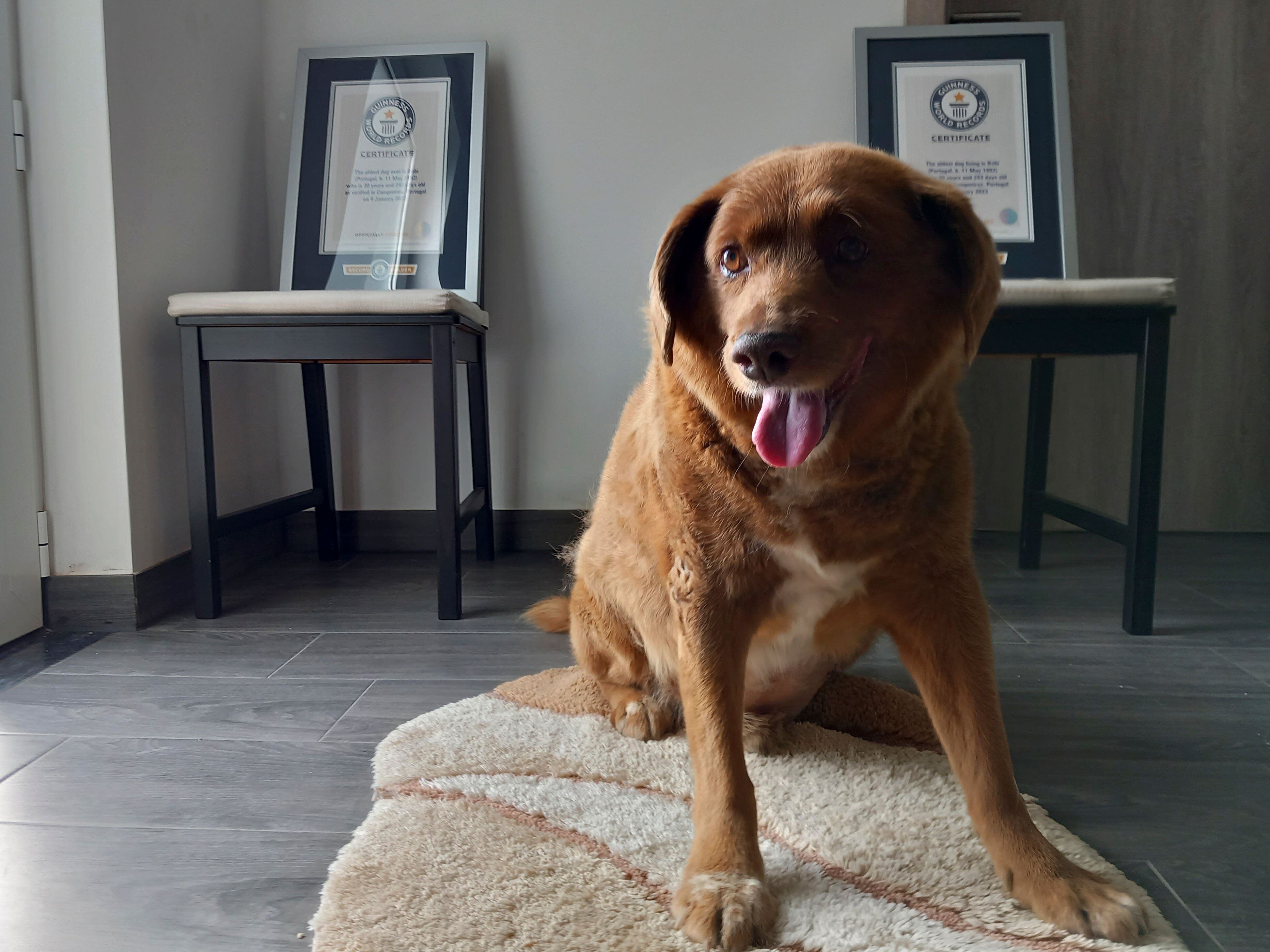 Guinness World Records annuls ‘oldest dog ever’ title for dead Bobi