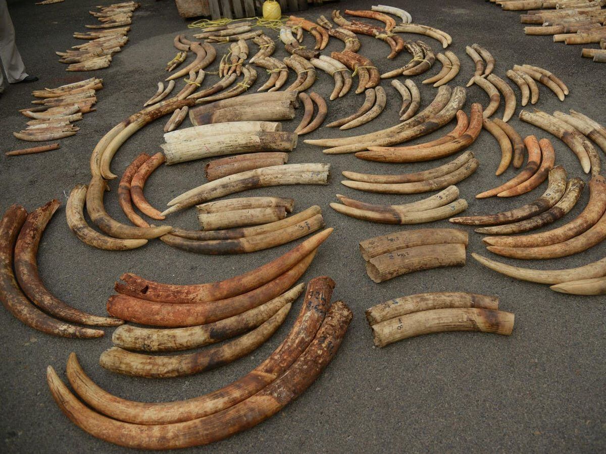 DNA testing of elephant ivory reveals tactics of criminal networks