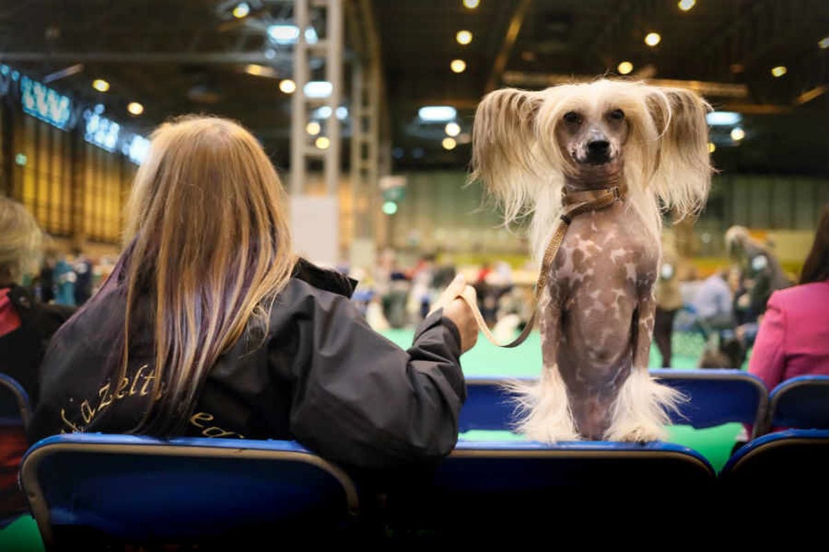 Utility crufts hot sale