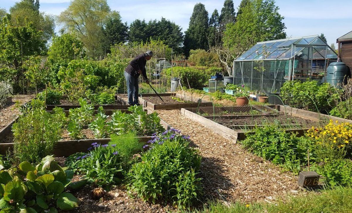 Joy of growing your own helping allotment holders during Covid-19 ...