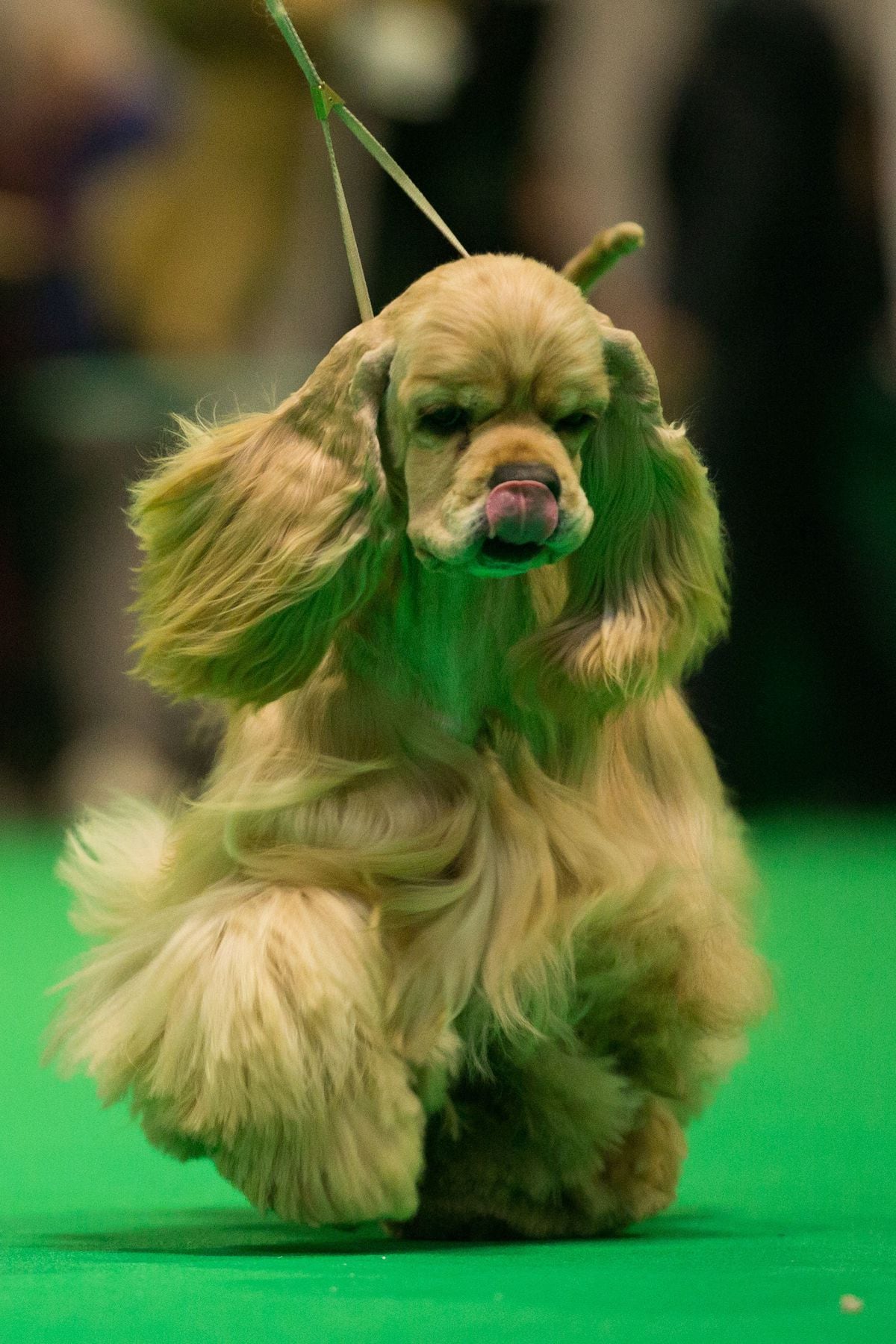 Crufts 2019: Highlights of day one at the Birmingham NEC event - with