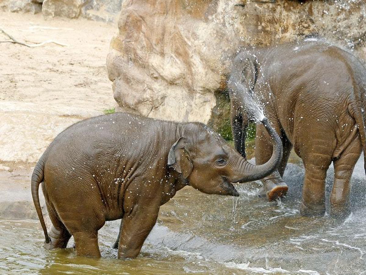 Everybody’s learning about some of the world’s largest land mammals on ...