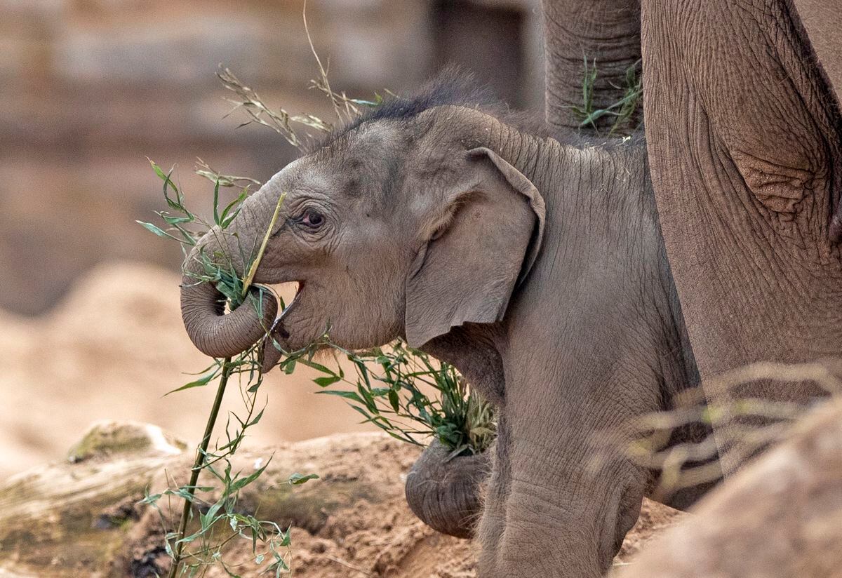 Chester Zoo at risk of extinction as gates remain closed