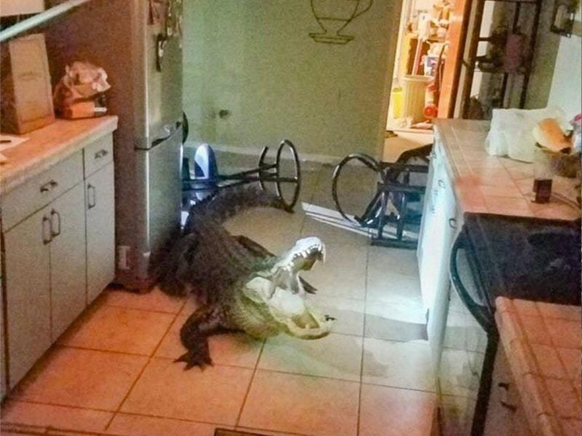 Alligator measuring 11 feet breaks into Florida resident’s home through