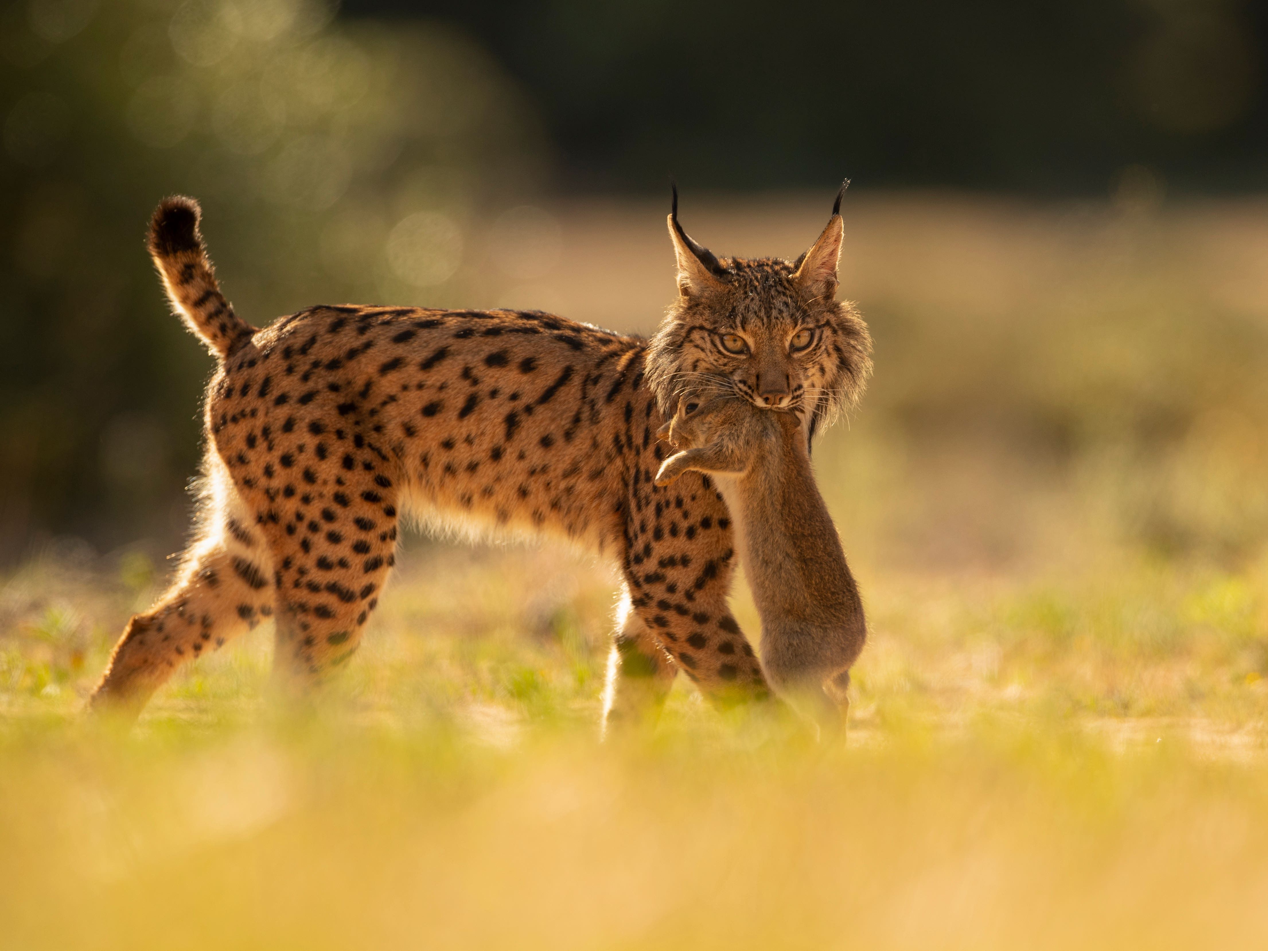 Iberian lynx back from brink of extinction