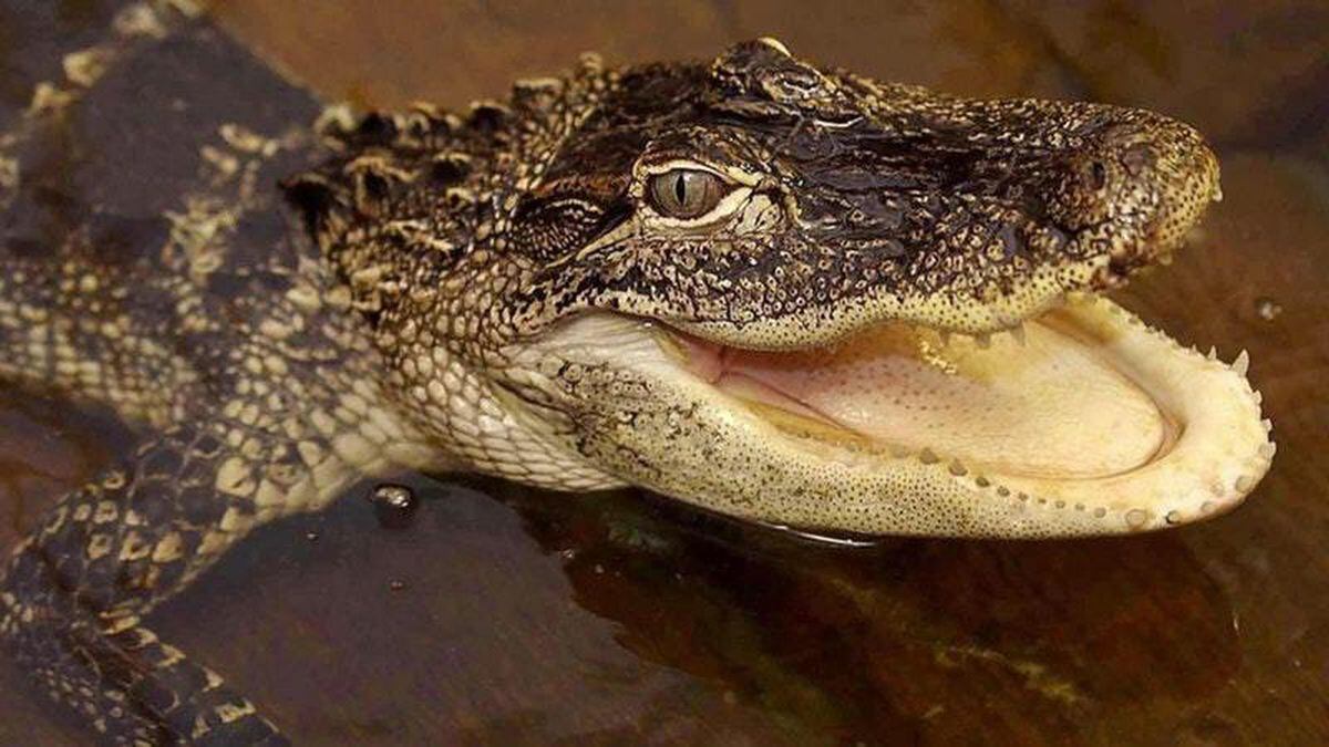 This man was bitten by an alligator and you can feel his pain | Express ...