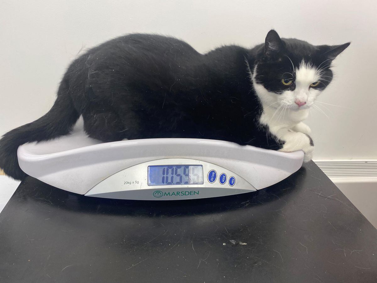 animal-charity-sends-weight-warning-after-cat-tips-scales-at-24lb