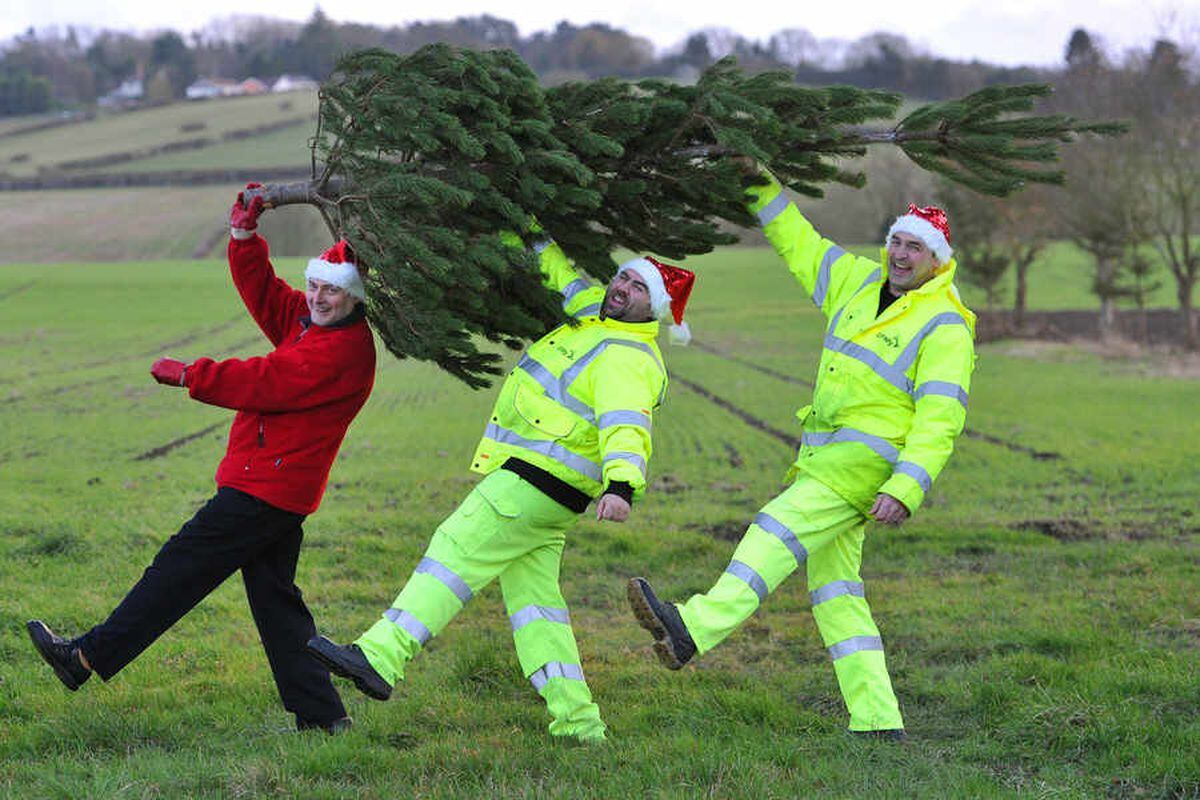 Free Christmas tree collections in Wolverhampton Express & Star