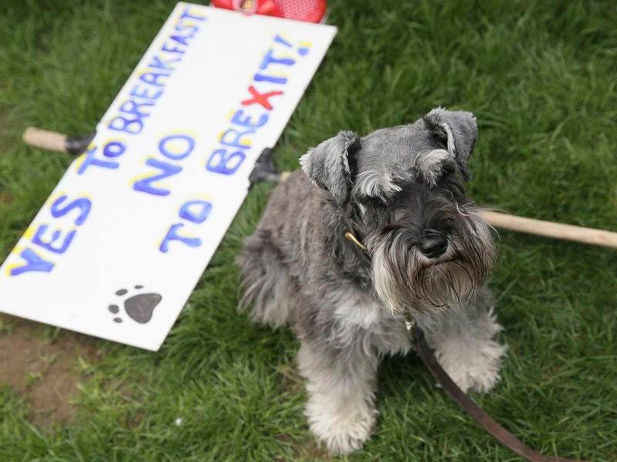 See The Cutest Dogs Involved In Wooferendum Anti Brexit March Express   E55NIVBFAVHMVDJMLZD6IX2MCA 