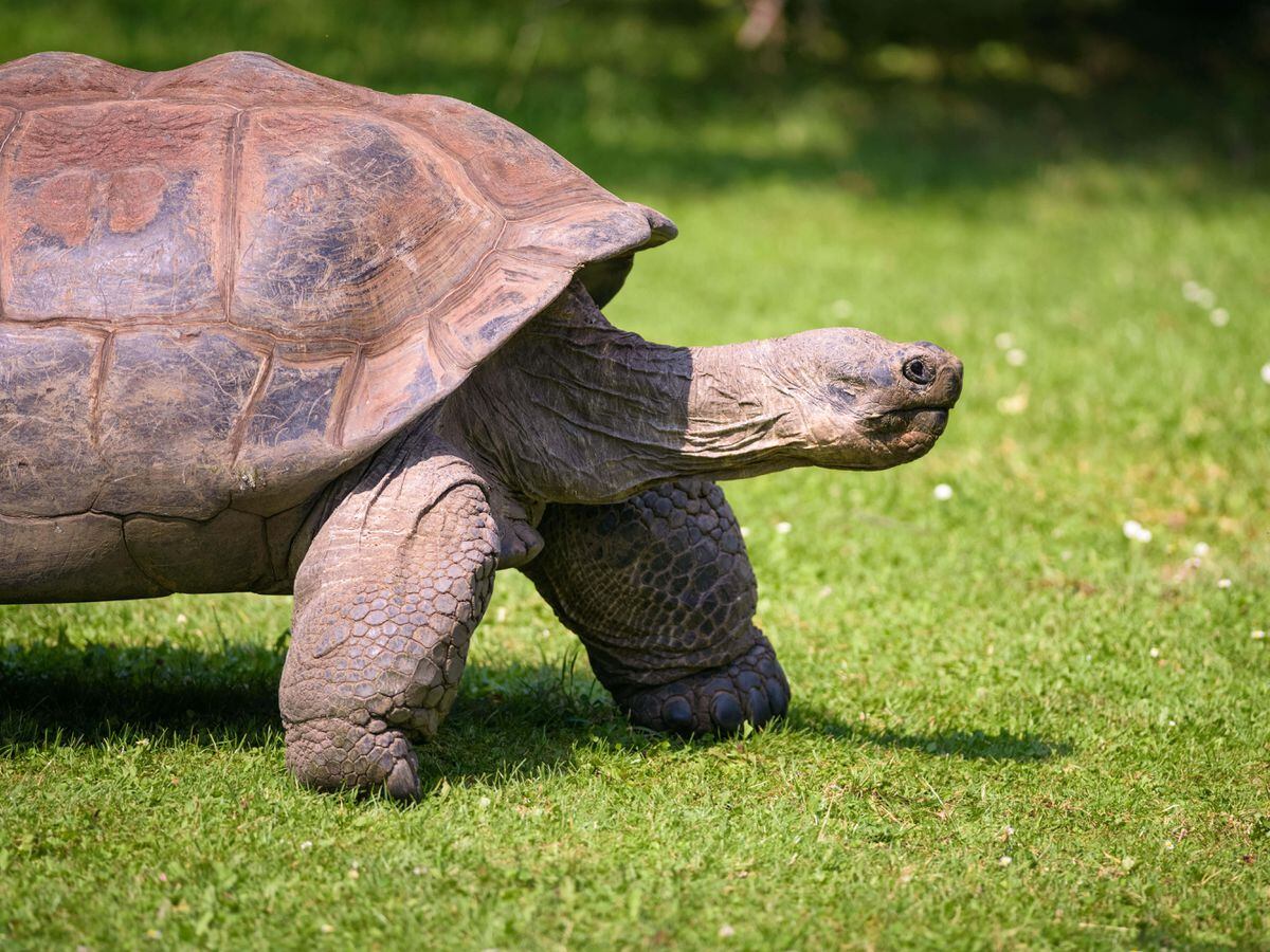 Police investigate discovery of seven dead tortoises in woodland ...