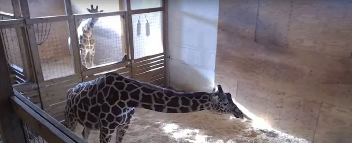 This is not a drill: April the giraffe is giving birth | Express & Star