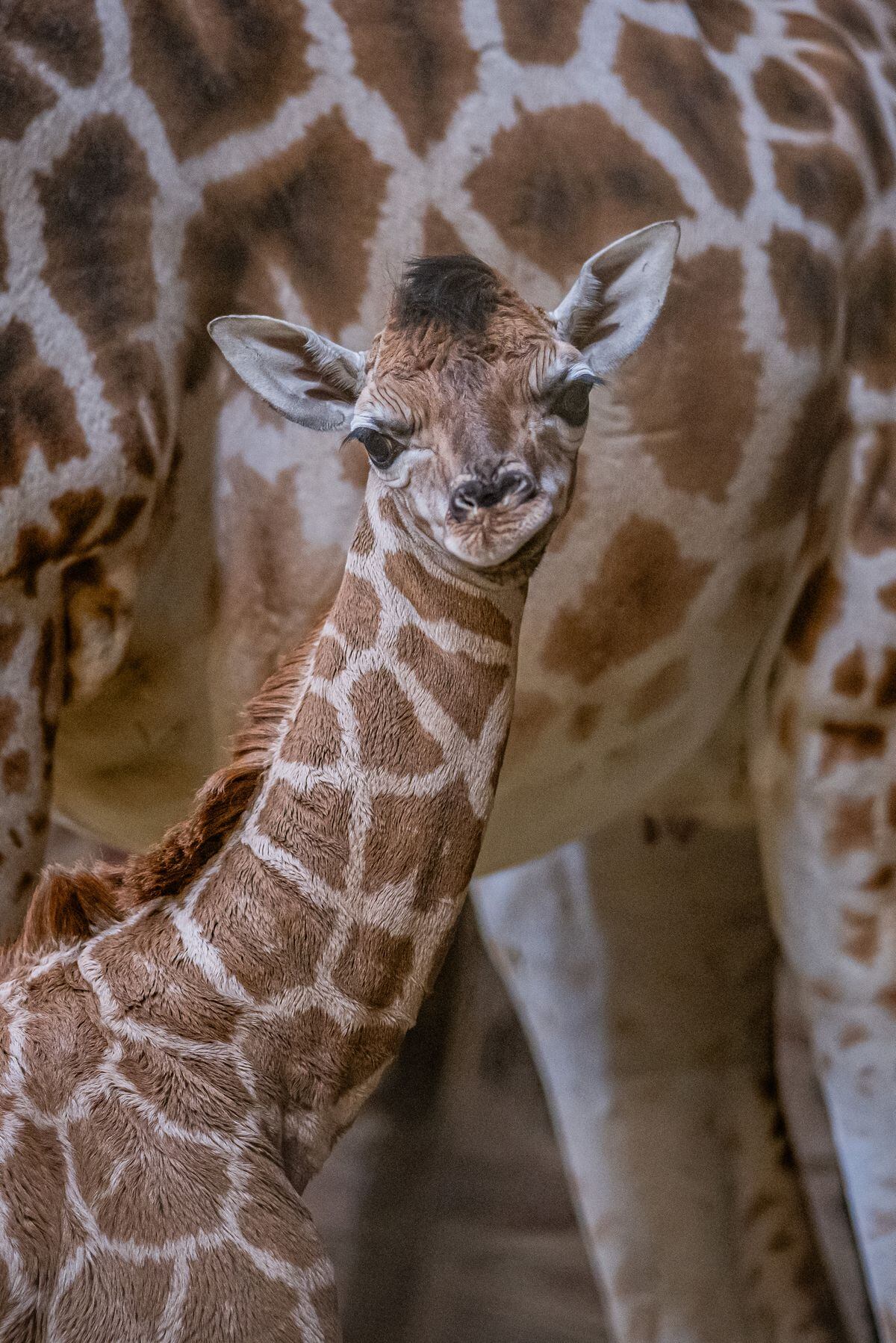 Watch as cameras capture the rare moment baby giraffe is born at ...