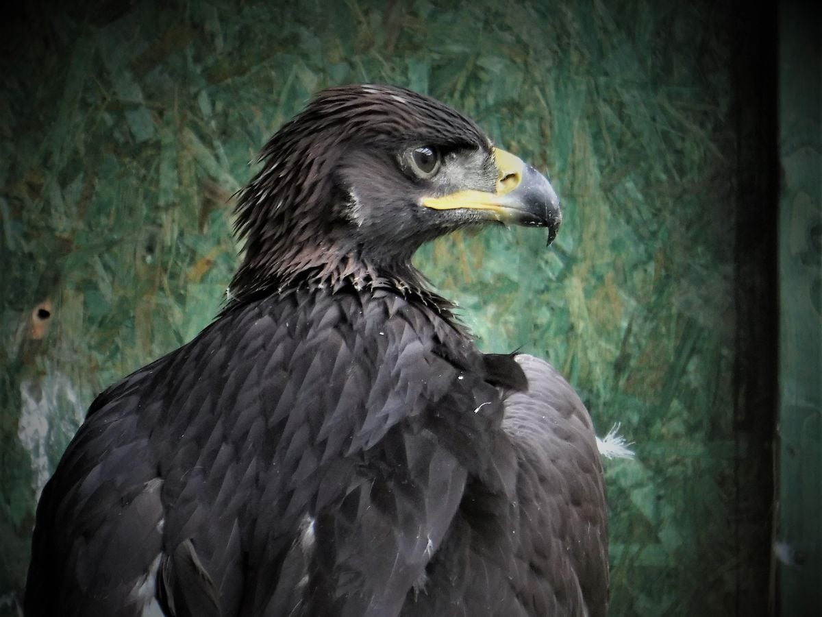 Golden eagle flew to England during lockdown in first for conservation ...