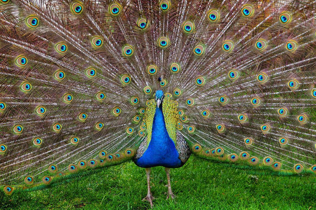 WATCH: New home needed for loud Willenhall peacocks | Express & Star