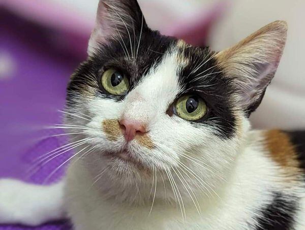 Meet two loving Wolverhampton cats who deserve a caring new home for ...