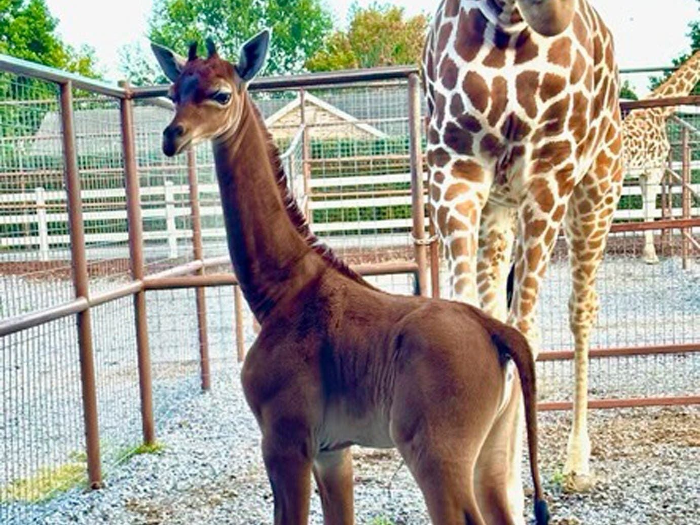Rare spotless giraffe with no coat pattern born at US zoo