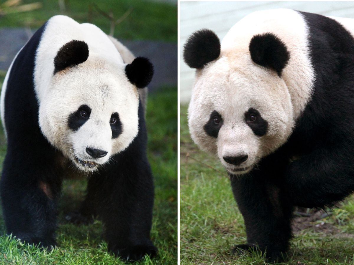 Edinburgh Zoo’s giant pandas to return to China this year | Express & Star