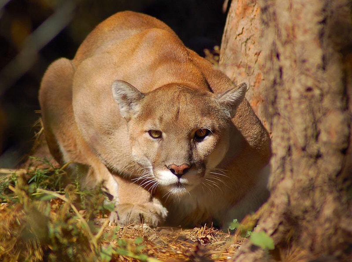 Woman accidentally picks up mountain lion thinking it’s a dog | Express