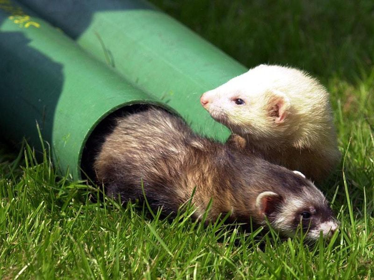 ferrets-could-help-in-development-of-coronavirus-treatments-and